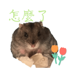 吉利2.0 胖嘟嘟阿吉