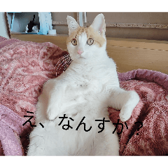yurukaway_20260205183823
