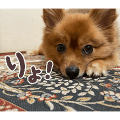 Shuji_20260205220215