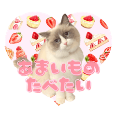 chichichi_20260205220212