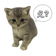 my little princess dorechan