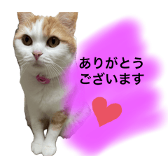 kinako_20260205231254