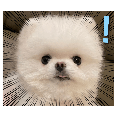 球球的萌萌日常