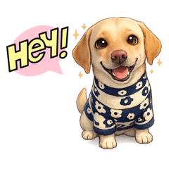 Milo the Chubby Labrador