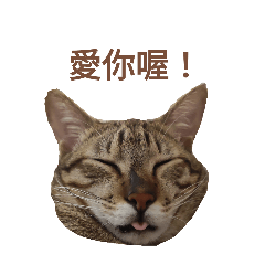 小Q & 粉圓「再次來襲」