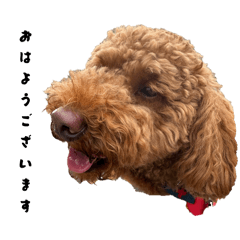 ChikoChiko_20260206113724