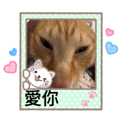 條條！！來了！