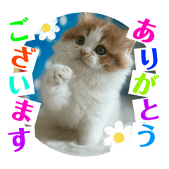 Shigeyuki koketsu_20260206102142