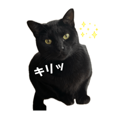 sususu_20260205230631