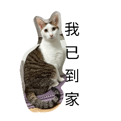 tingtingwang_20260205115653