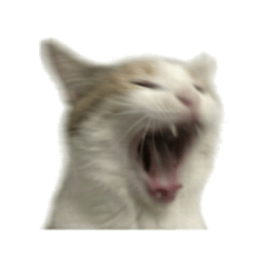 反應過激的三花貓迷因日常