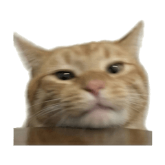 反應過激的貓咪自拍表情包