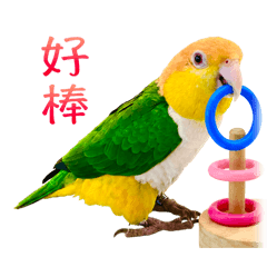 淘氣寶貝鳥～金頭凱克