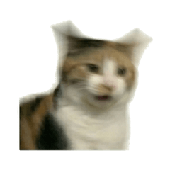 反應過激的貓咪迷因大集合