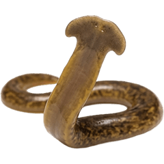 육상 플라나리아 실사