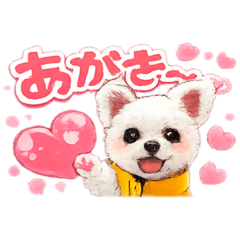 family_20260206033256