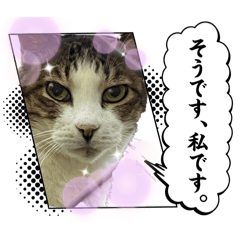 shizuku_20260206121222