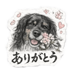 kuromaro_20260206145143