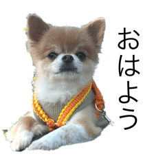 ayapi_20260206150055