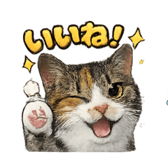 mimegu_20260206150709