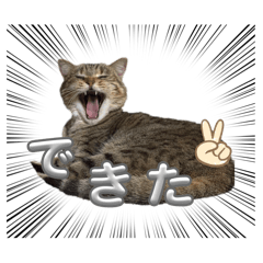 Rabbit and 3cat