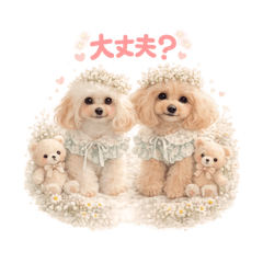 song june_20260206182421