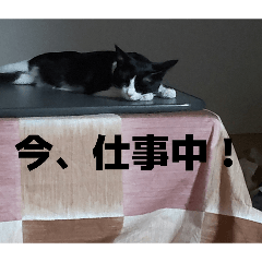 shimao_20260206061356