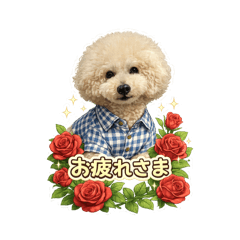 song june_20260206061129