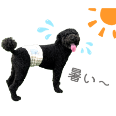 opanchu_pino_20260206132745