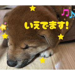 honoka_20260206143833