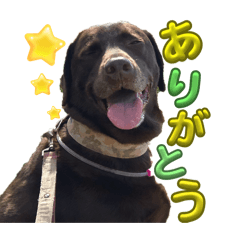 ririco_20260206164652