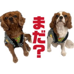 orichan_20260206123520