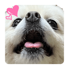 Pomeranian nanoni taro