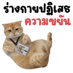 บิ๊ก แมวส้มส้ม ❤️ ตัวตึงออฟฟิศ 3