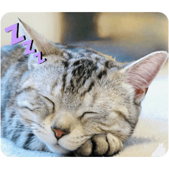 latte_20260206194020