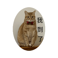 tingtingwang_20260206084115