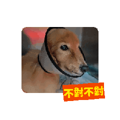 無法理解臘腸狗2