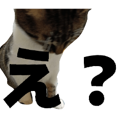 kibizato_20260206201736
