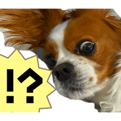 ichiGo_20260206201027