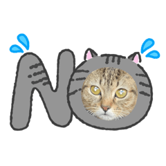 kmorin_20260206203750