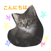 The cat  is chabi