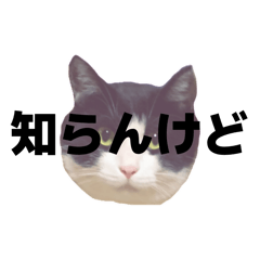 nyaaan_20260205134725