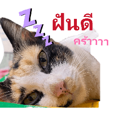 lump of gold_20260207100102