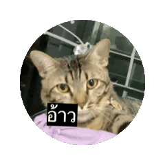 Black bird beautiful funny_2026020722133