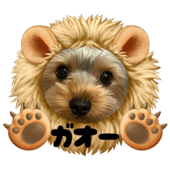 gooooo_20260207114210