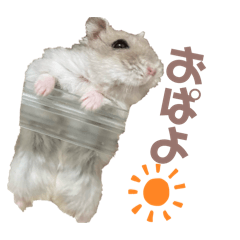 riisan_20260207145737