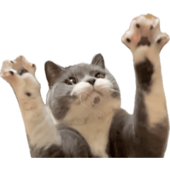 Neginidan_20260207145350