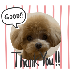 timfamily_20260207132223