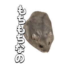 mpdtdtdtd_20260207160415