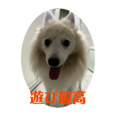 os_20260207021603
